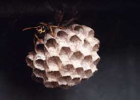 European paper wasp nest  - close