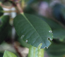 leaf notching by black vine weevil