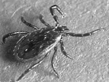 Lyme disease tick - Ixodes
                                  pacificus