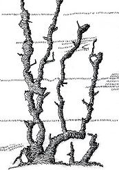 termite shelter tubes